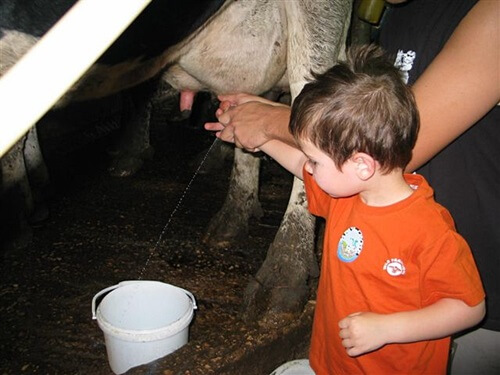 שביל פרות החלב